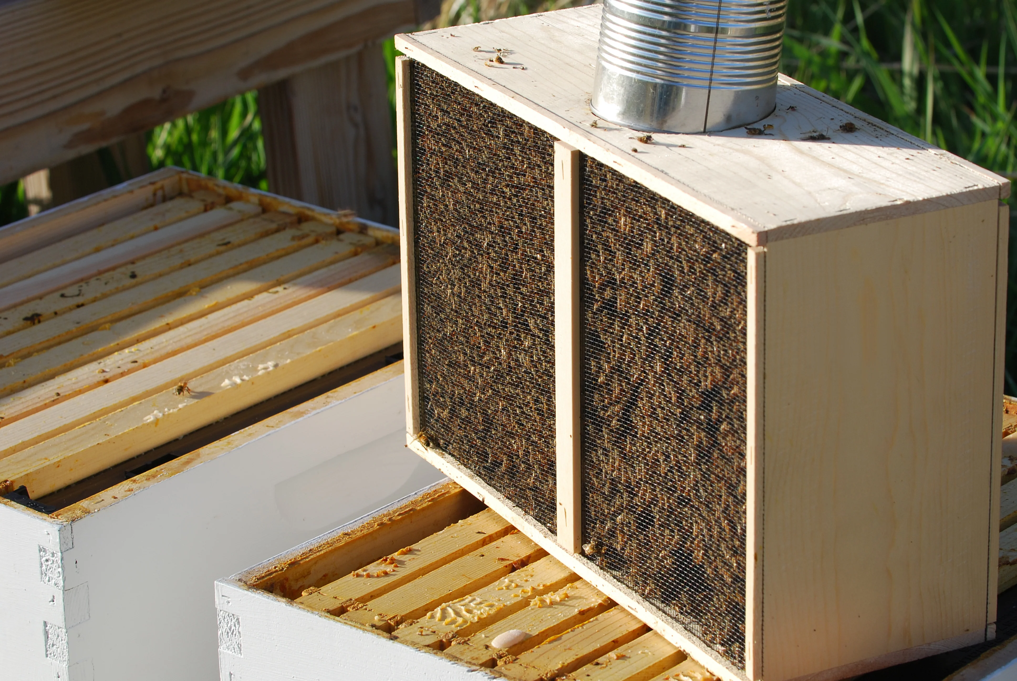 Honey Bees